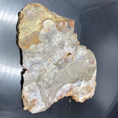 Mushroom Rhyolite SLAB