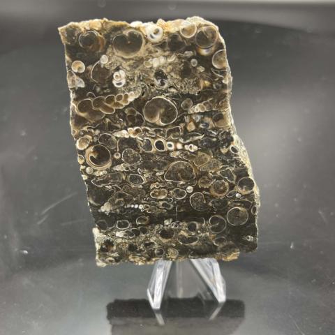 Turritella SLAB