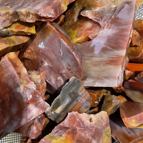 AZ Rainbow Petrified Wood TUMBLERS